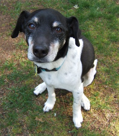 Finnegan - Rat Terrier