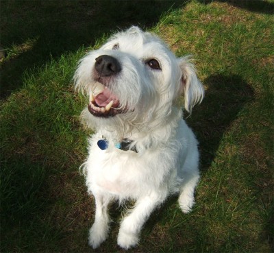 Dexter - Jack Russell Terrier